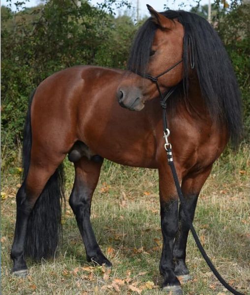 Vif de Muralis - Dartmoor Pony Stallions
